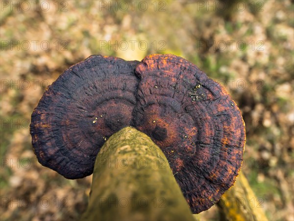 Thin walled maze polypore