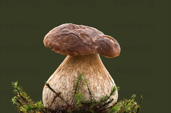 King bolete