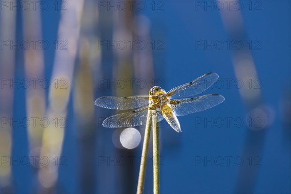 Four-spotted chaser