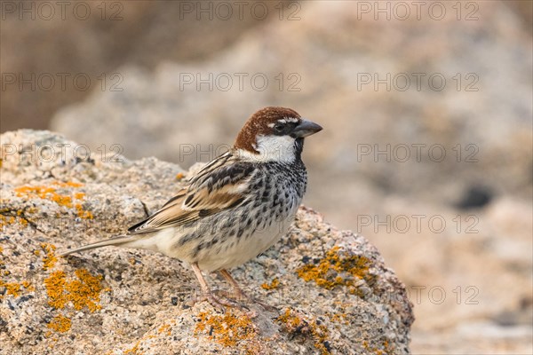 Spanish Sparrow