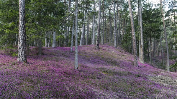 Flowering snow heather