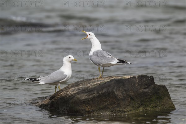 Common gulls