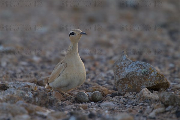 Racing bird