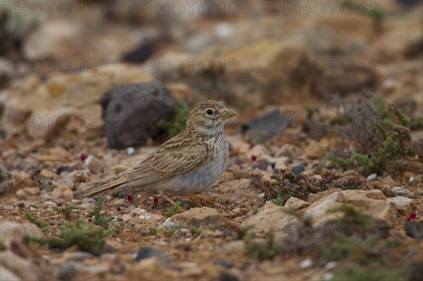 Silent Lark