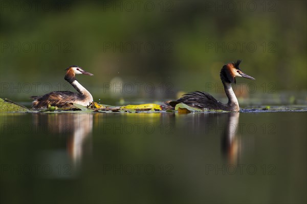 Great crested grebe