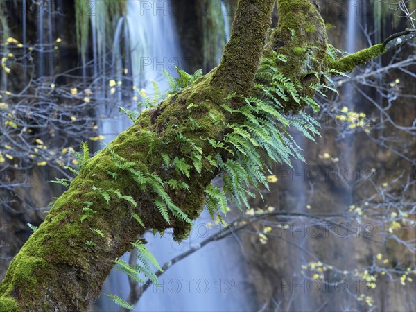 Tree trunk with fern