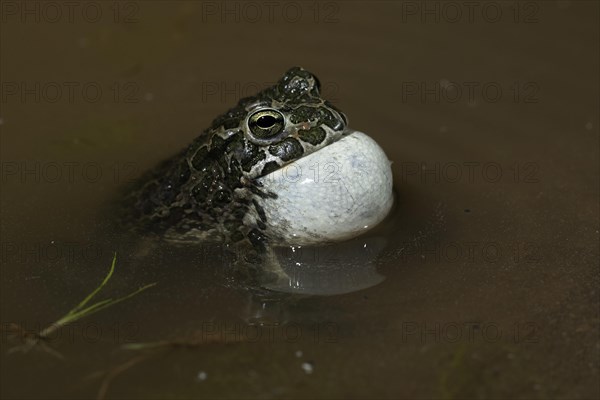 European green toad