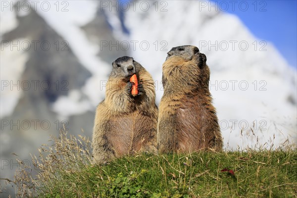Alpine Marmot