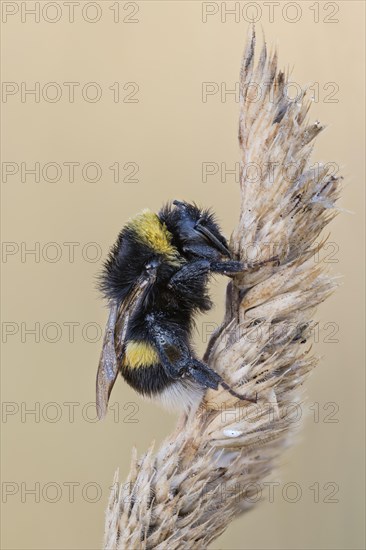 White-tailed Bumblebee