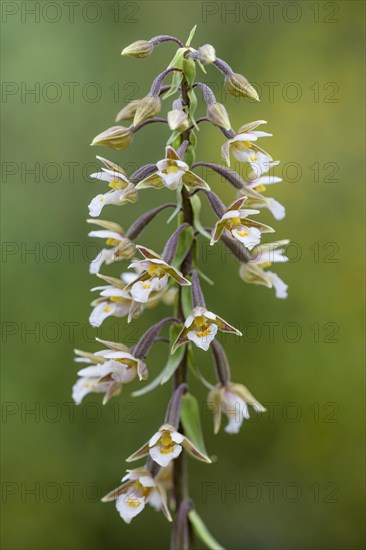 Marsh Helleborine