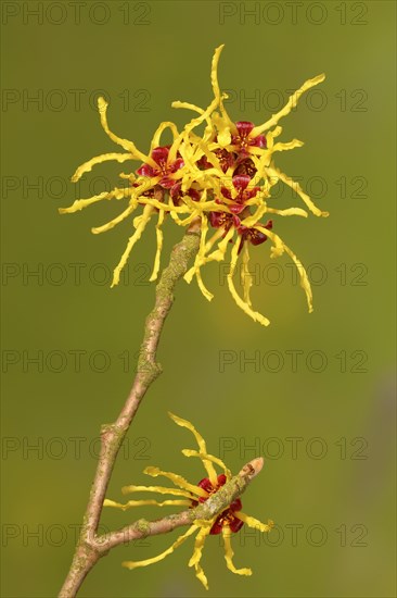 Flowering witch hazel