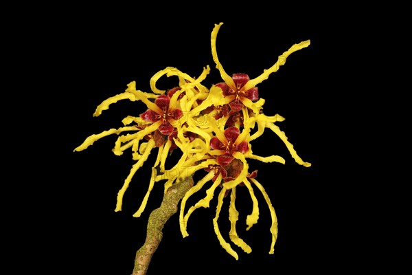 Flowering witch hazel