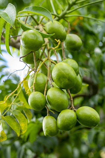 Hog Plum