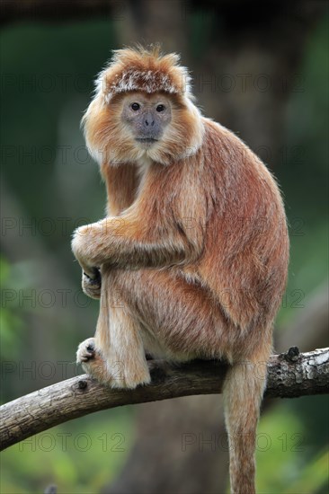 Javan lutung