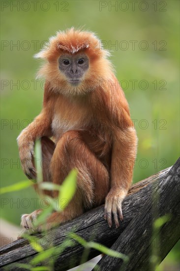 Javan lutung