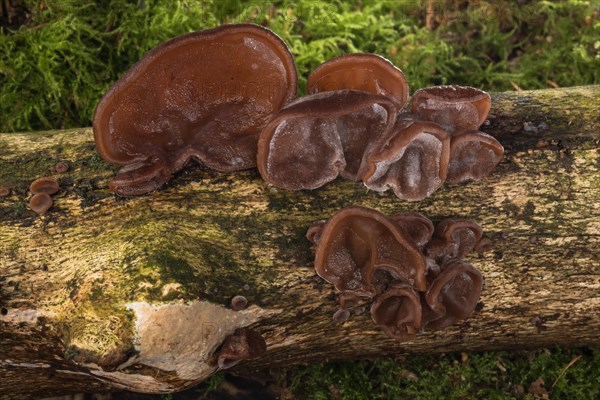 Auricularia auricula-judae