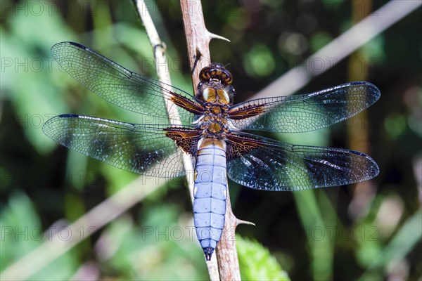 Broad-bodied chaser