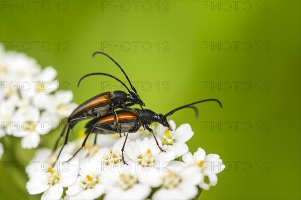 Black-striped longhorn beetle