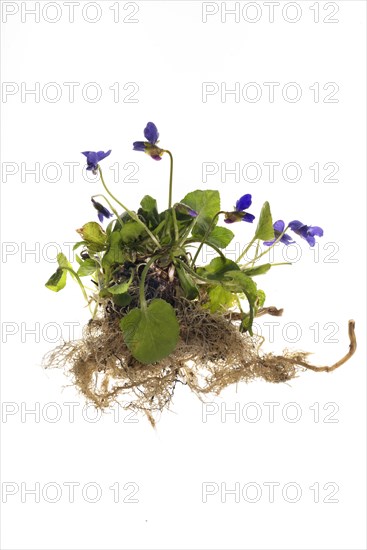 Wood violet