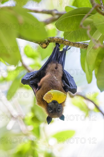 Indian Flying Fox