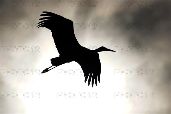 White stork