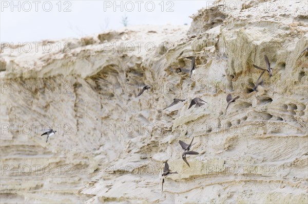 Sand Martin