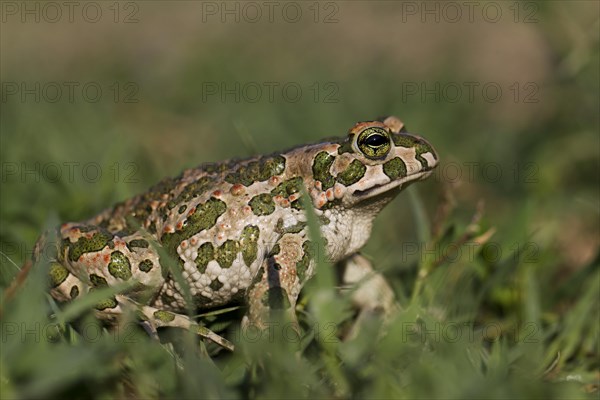 European green toad