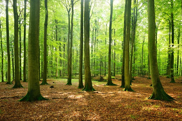 Sunny hall-like semi-natural beech forest