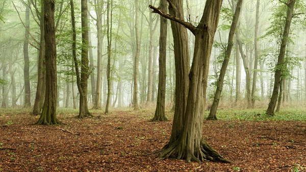 European hornbeams