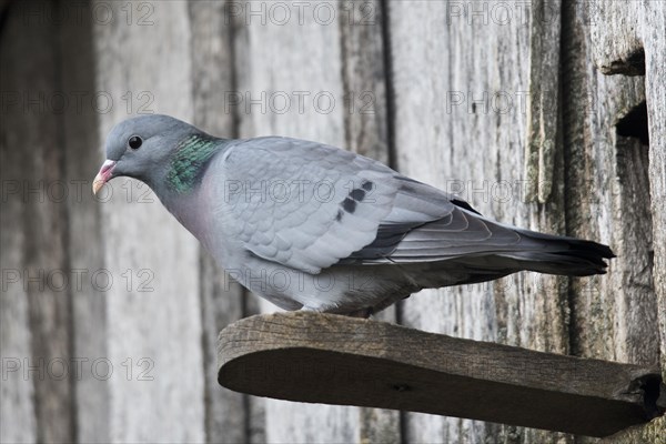 Stock Dove