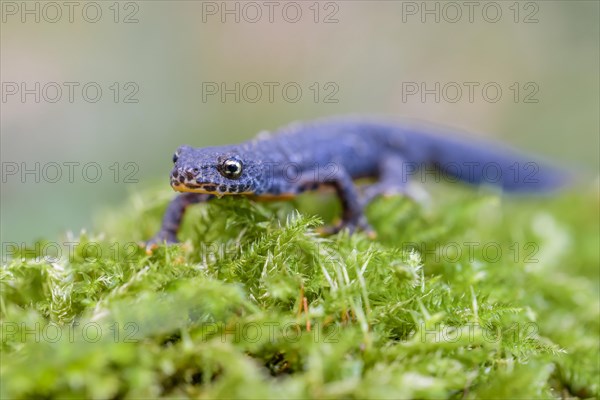 Alpine newt