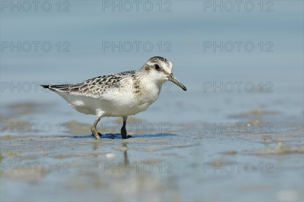 Sanderling