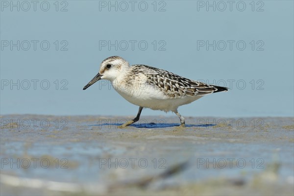 Sanderling