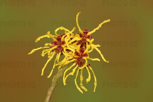 Flowering witch hazel