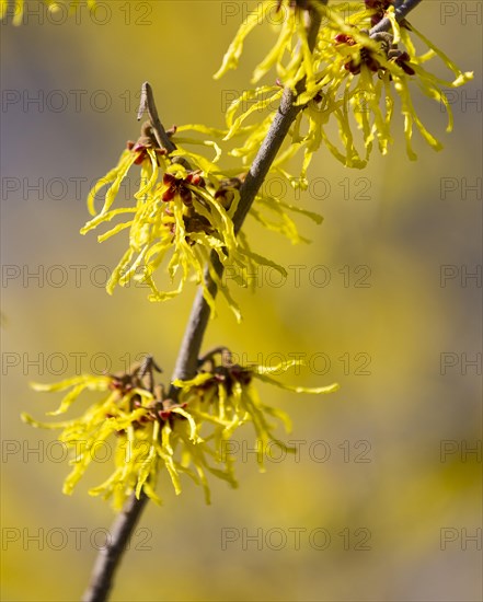 Witch-hazel