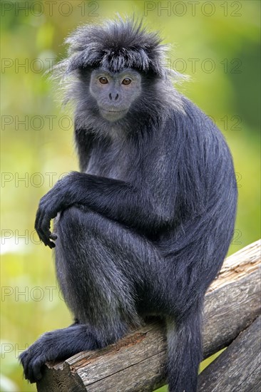 Javan lutung