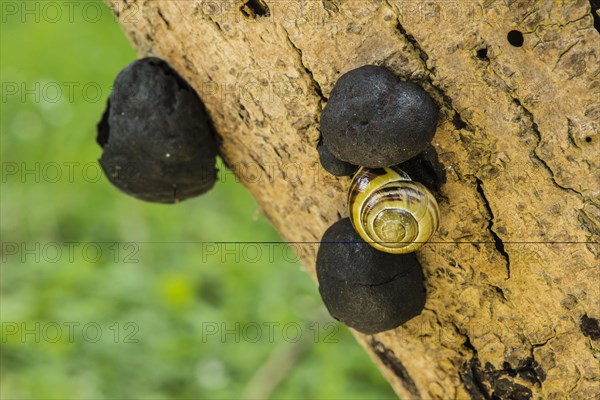 Charcoal ball fungus