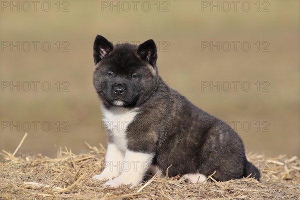 American Akita puppy