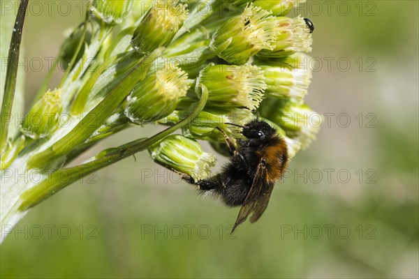 Tree Bumblebee