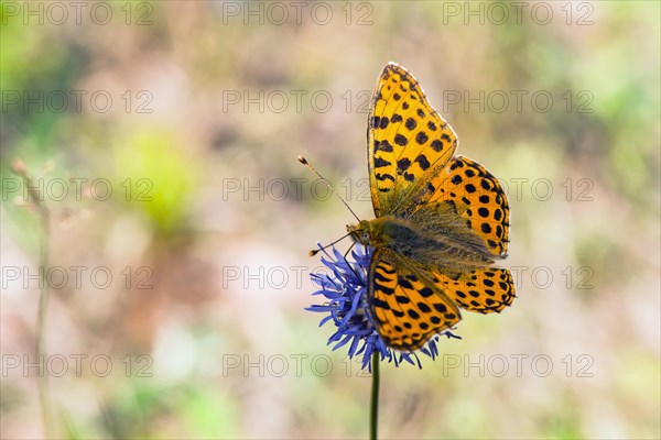 Queen of Spain fritillary