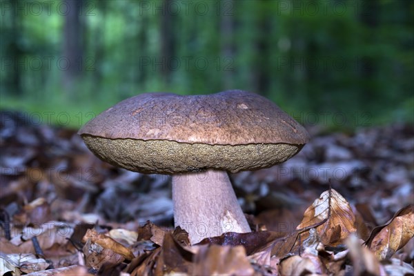 Summer boletus