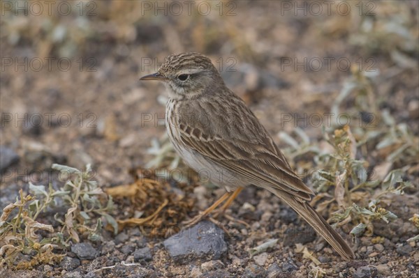 Berthelot's Pipit