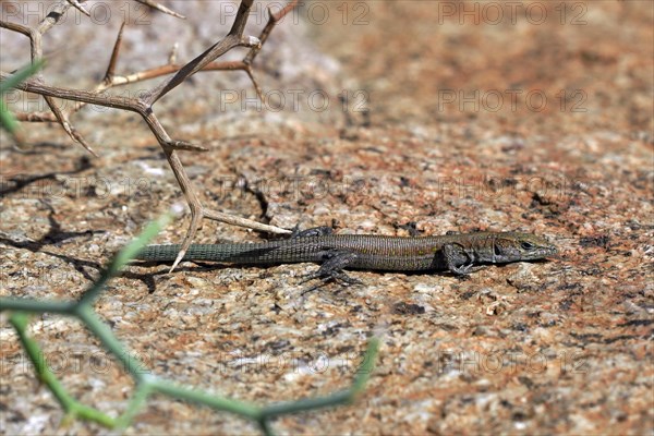 Atlantic lizard