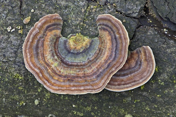 Yellowing Curtain Crust