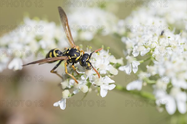 House field wasp