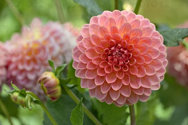 Decorative Dahlia