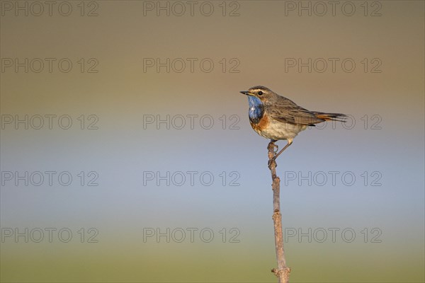 Bluethroat