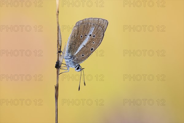 Polyommatus damon