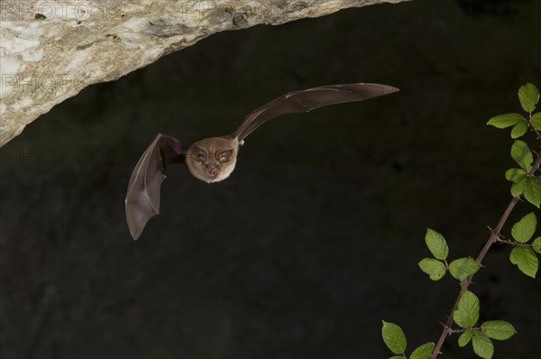 Greater horseshoe bat