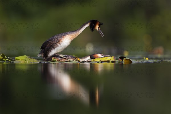 Great crested grebe